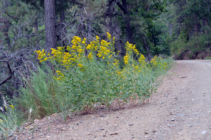 Missouri Goldenrod blooms from June and July to August or October. This species prefers elevations between 650 to 9,000 feet (182-2,743 m). Solidago missouriensis